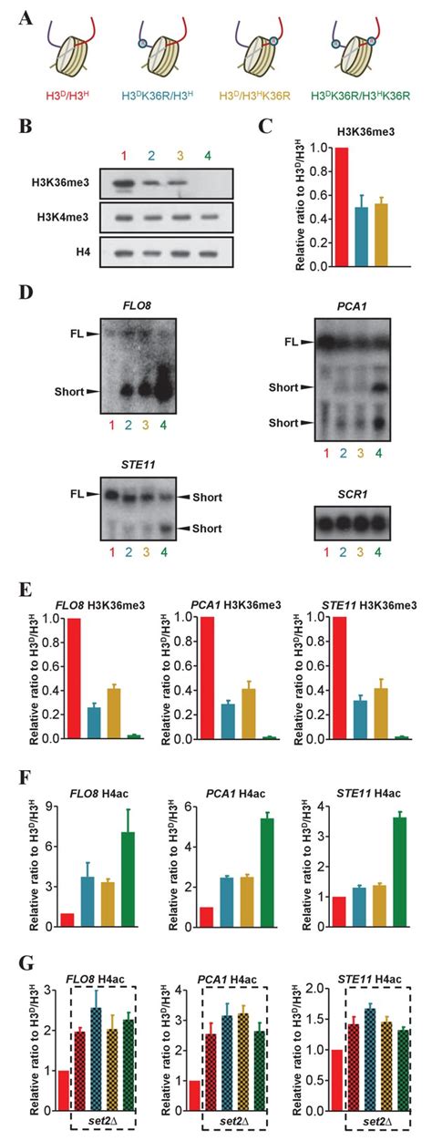 Figures And Data In Independent Manipulation Of Histone H3