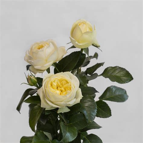 Wedding Piano® - Palatine Fruit & Roses
