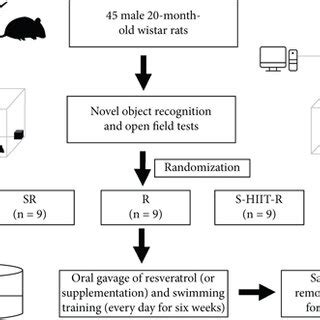 The schematic experimental protocol. | Download Scientific Diagram 