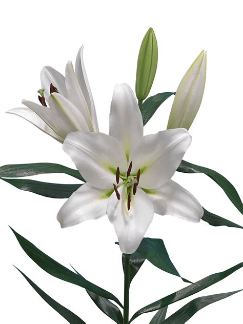 Lilium Png Transparent Image Download Size 1200x1600px