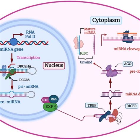 Canonical Pathway Of Mirna Biogenesis Ago Argonaute Dgcr Digeorge