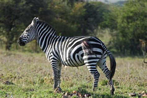 Severely Wounded Zebra From Lion Attack by Pamela Buol