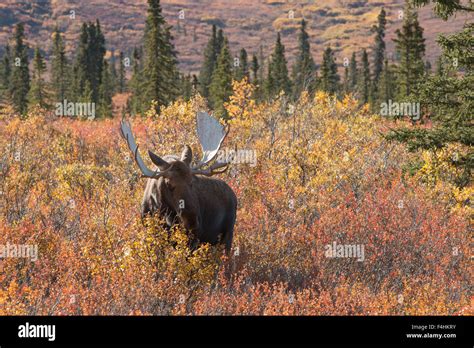 Bull Moose Denali National Park Hi Res Stock Photography And Images Alamy