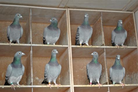 Pigeon Racing The Pros And Cons Of Average Speed Winning Pigeon