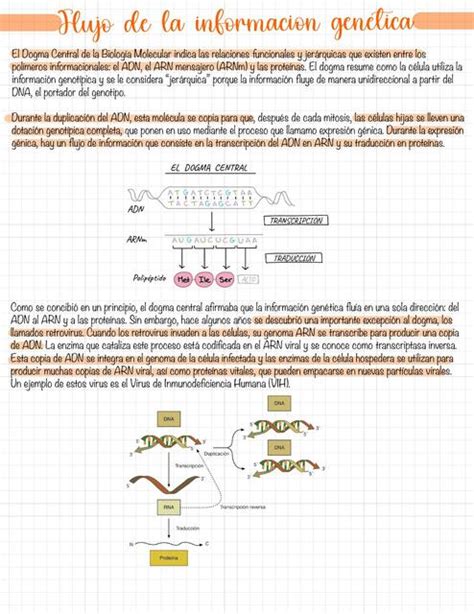Flujo De La Informaci N Gen Tica Eve Cu Llar Udocz