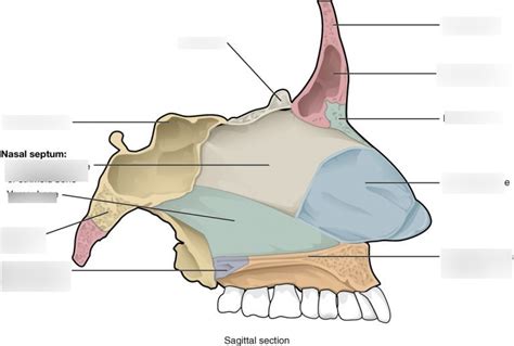 Bone of Nasal Cavity Anatomy Diagram | Quizlet