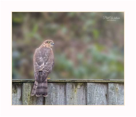 Sparrowhawk On Garden Fence Phillip Watson Flickr