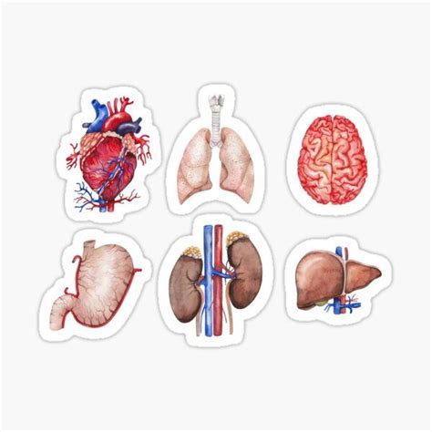 Chest Anatomy Human Body Sticker For Sale By Hoorahville Science