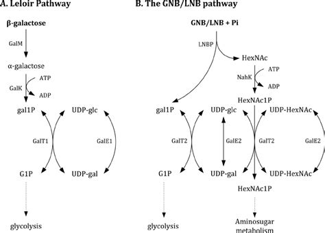 Overview Of The Leloir Pathway A And Gnblnb Pathway B In