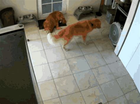 Scared Dogs GIF - Scared Dogs Golden Retriever - Discover & Share GIFs