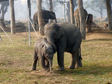 National Park Wildlife Reserve And Conservation Areas In Nepal