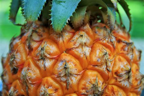 Pineapple Fruit Free Stock Photo Public Domain Pictures