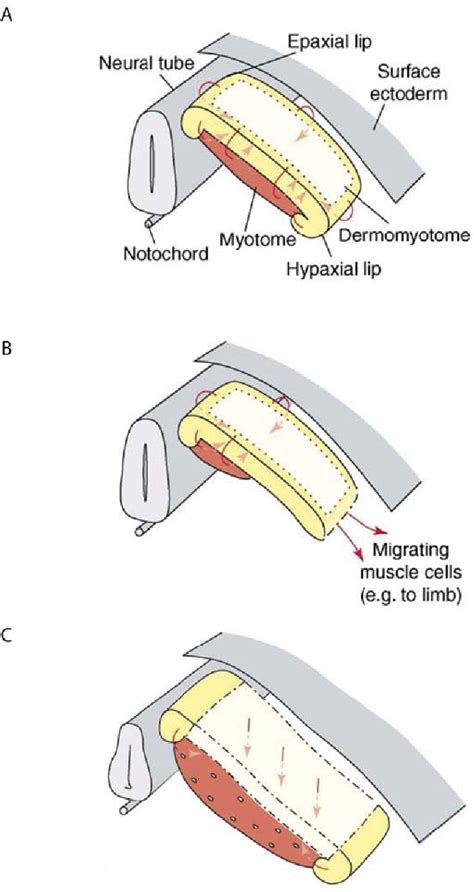 Figure 11 From The Role Of Myostatin During Postnatal Myogenesis And Sarcopenia Semantic Scholar