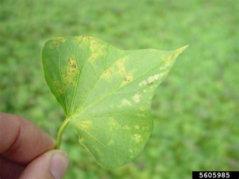 White Rust Albugo Ipomoeae Panduratae