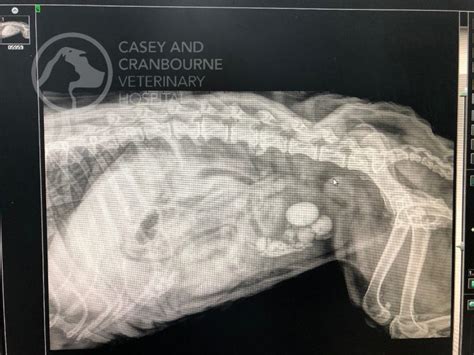 Bladder Stone Cystotomy Casey Cranbourne Veterinary Hospital