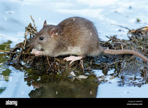 Rattus Norvegicus Brown Rat Russia Moscow Stock Photo Alamy