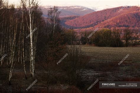 Tranquil View Of Winter Forest With Naked Trees And Bushes Without