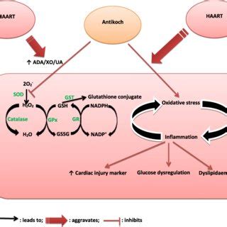 Schematic Representation Of The Possible Mechanism By Which Antikoch