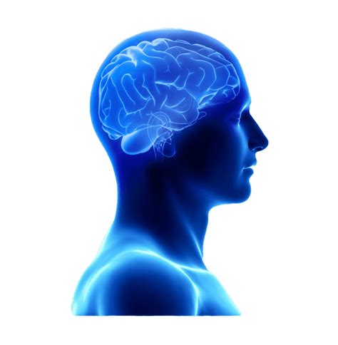 Blue Brain Transparent Image Png Arts