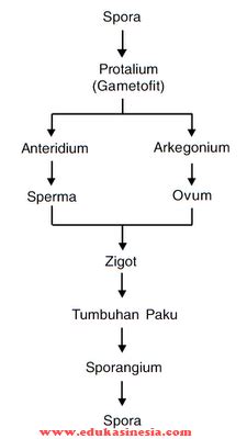 Materi Tumbuhan Paku, Struktur Tumbuhan Paku, Perkembangbiakan Tumbuhan ...