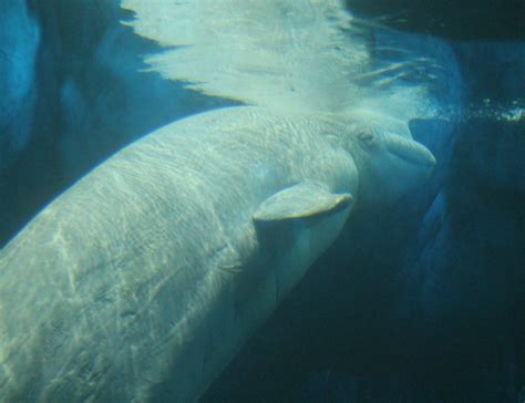 Beluga Whale Shedd Aquarium Chicago Chicago Aquarium Shedd Aquarium