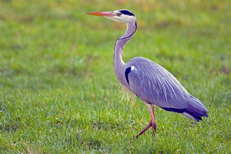 Grey Heron Bird Meadow Ardea Free Photo On Pixabay Pixabay