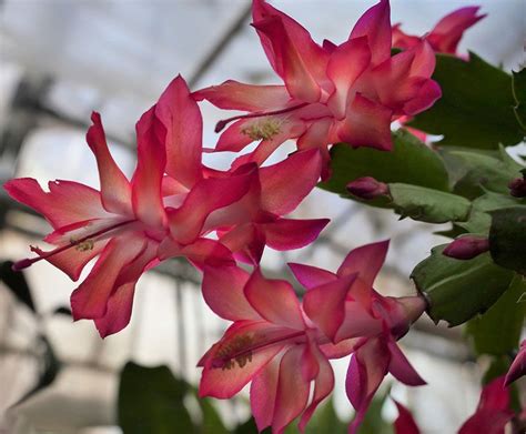 Las Plantas De Interior Más Exóticas Para Decorar Tu Casa Mimosa Pudica Rose Flowers Plants