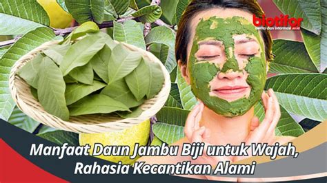 Manfaat Daun Jambu Biji Untuk Wajah Rahasia Kecantikan Alami Biotifor