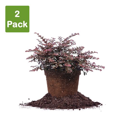 Dwarf Crimson Fire Loropetalum For Sale Buy Shrubs Online Perfect