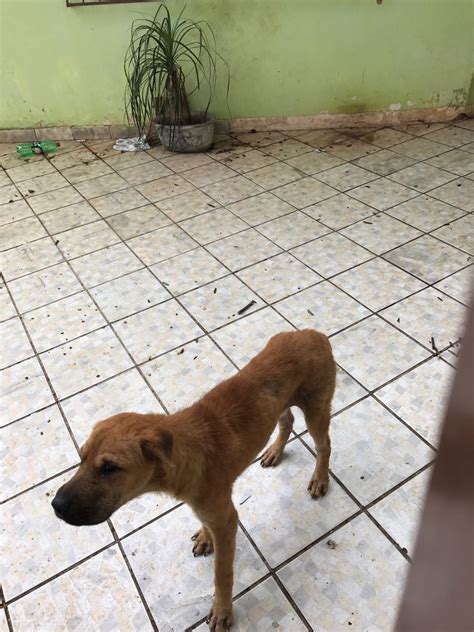 Família Muda De Casa E Abandona Cachorro No Jardim São Bento Portal