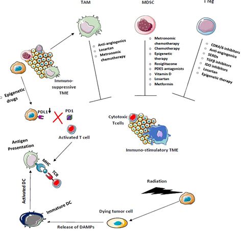 Frontiers Combination Strategies To Augment Immune Check Point