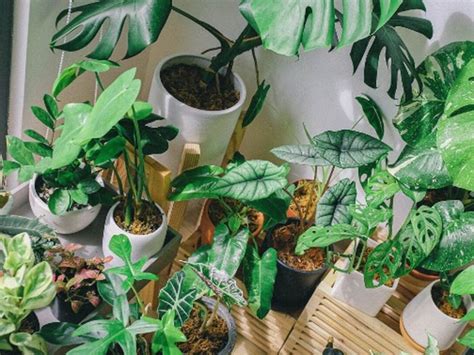 10 Trucos Efectivos Para Acelerar El Crecimiento De Tus Plantas