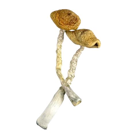 Golden Emperor Wavy Shrooms