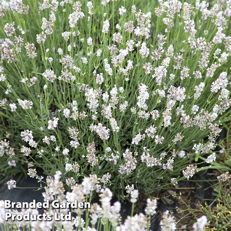 Lavender Angustifolia Arctic Snow Thompson And Morgan