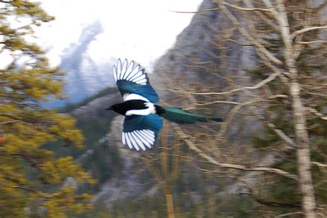 Magpie Nesting Habits and Divorce Rates – Snowbird of Paradise