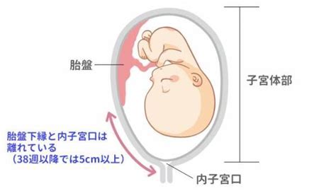 コンプリート！ 妊娠 子宮の位置 177289 妊娠 子宮の位置 変化