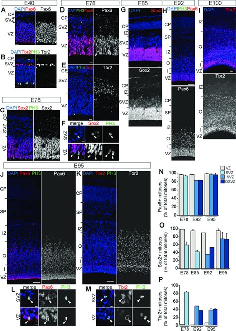 Distribution Of Pax Sox And Tbr Expressing Progenitor Cells In