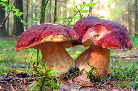 26 Exotic And Wild Mushrooms Great For Rustic & Exquisite Cuisine