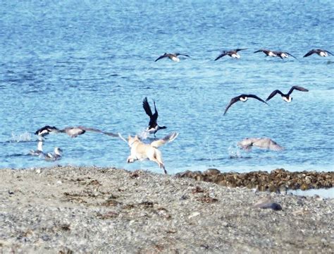 Vancouver Island is a bird migration hot spot - Victoria Times Colonist