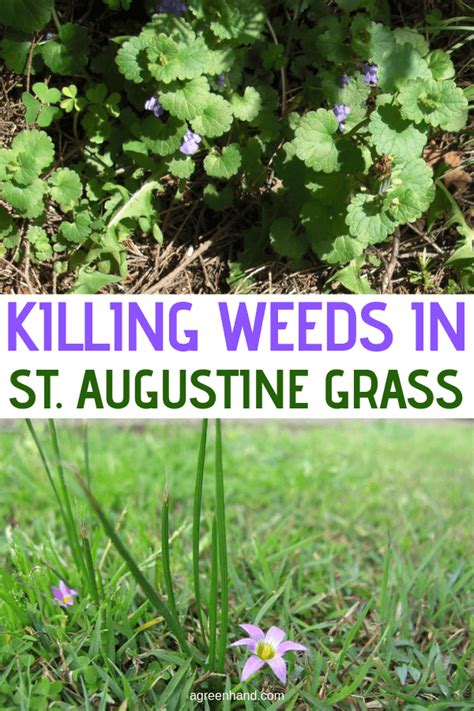 Killing Weeds In St Augustine Grass Agreenhand