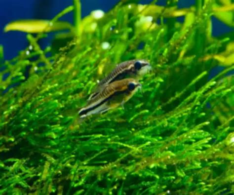 Les 10 Meilleures Plantes D Aquarium Pour La Reproduction Des Poissons