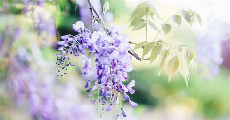 Mastering Wisteria Bonsai Care: A Complete Guide