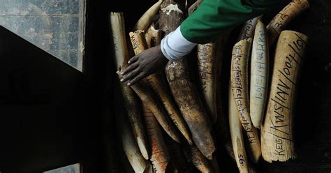 6 endangered animals poachers are hunting into extinction