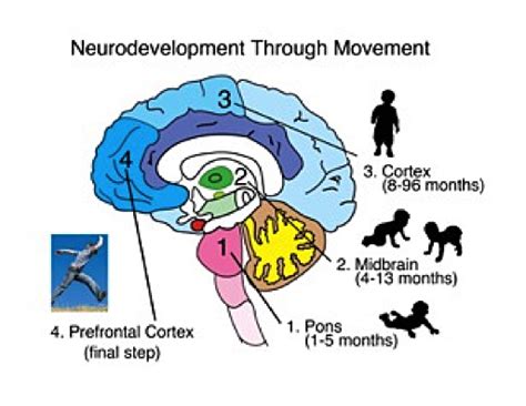 Neuro Clinic Neurodevelopment Through Movement Neuro Clinic