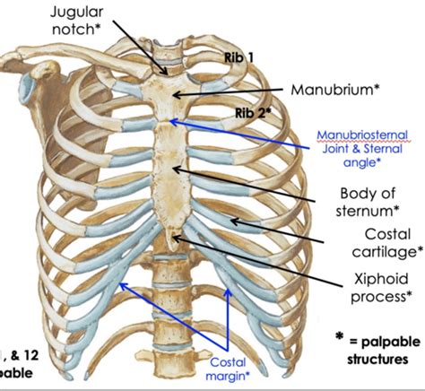 Lung And Thorax Chapter Jarvis Flashcards Quizlet