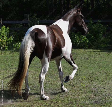 beautiful black and white paint horse Stock Photo | Adobe Stock