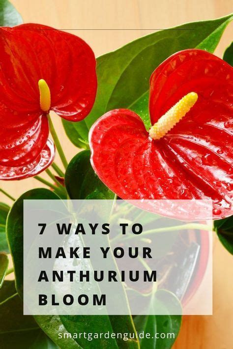 Ways To Make Your Anthurium Bloom If Your Flamingo Flower Isn T