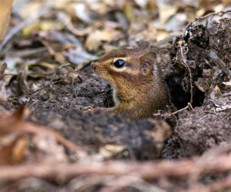 How To Get Rid Of Chipmunks In Your Yard 10 Humane Methods Homes