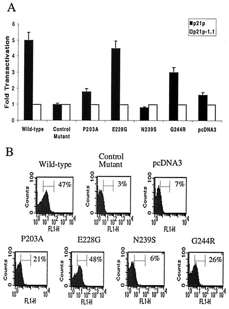 Analysis Of P53 Inactivation In A Human T Cell Leukemia Virus Type 1