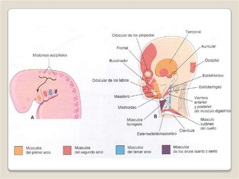Arcos Far Ngeos Embriolog A De Cabeza Cara Y Cuello Montalv N Mirand
